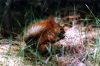 Filename=167(Belka).jpg
Filesize=1301KB
Dimensions=1143x760
Date added=Aug 22, 2006 167(Belka).jpg